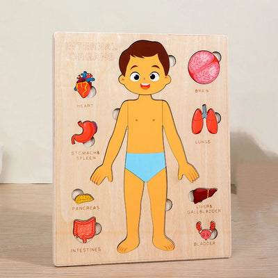 Human Body Jigsaw Puzzle Boy