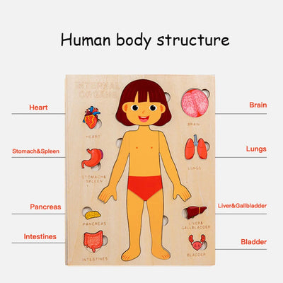 Human Body Jigsaw Puzzle showing organs