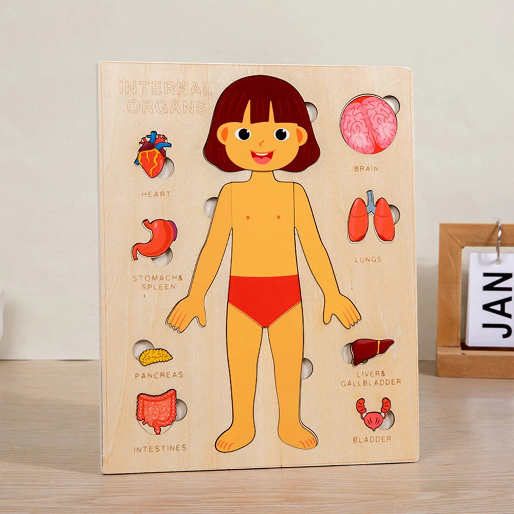 Human Body Jigsaw Puzzle for Girl