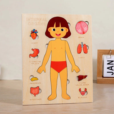 Human Body Jigsaw Puzzle for Girl