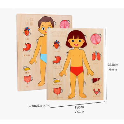Dimensions of Montessori Human Body Jigsaw Puzzle